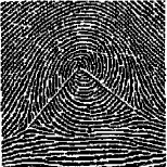 Рис. 3. Завиток