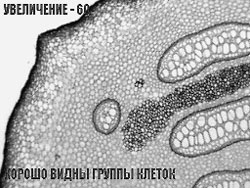 Фиксированный препарат корневища орляка с подписями